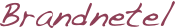 Brandnetel